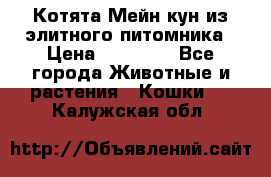 Котята Мейн-кун из элитного питомника › Цена ­ 20 000 - Все города Животные и растения » Кошки   . Калужская обл.